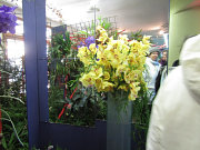 foto č.2: Výstava orchidejí