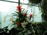 foto č.5: Výstava orchidejí